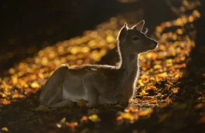 Close Up Of Deer Sitting Down