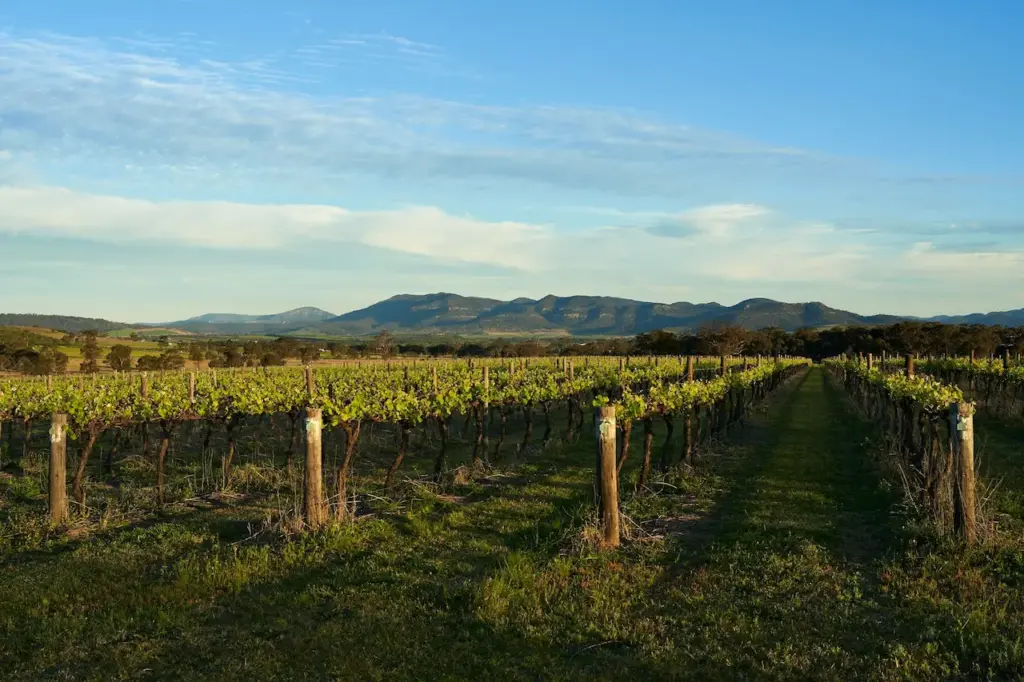Guide To Exploring NSW Wine Countries