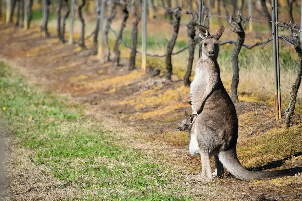 Kangaroo With Joey In A Vineyard