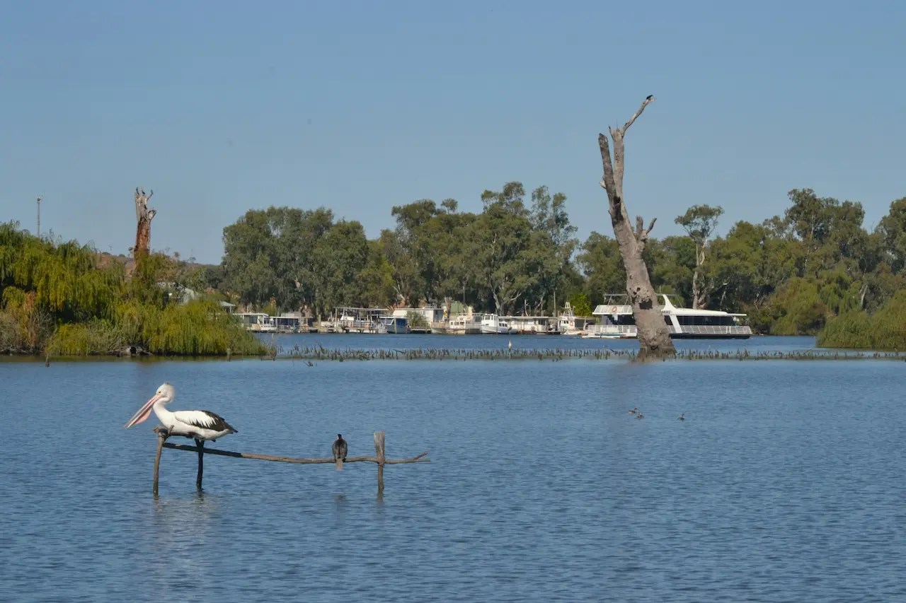Pelican Sitting On A Branch Along The Murray River